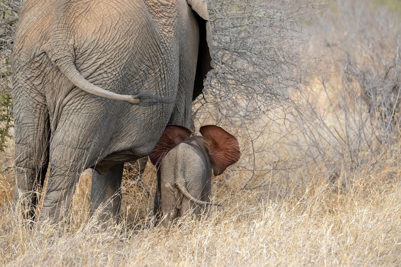 Kruger National Park Camping